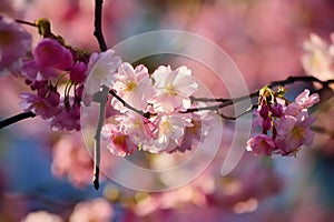 Blooming cherry tree branch on a blurred background