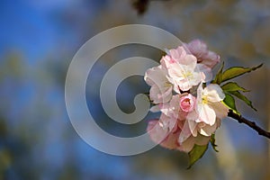 Blooming cherry tree branch on a blurred background