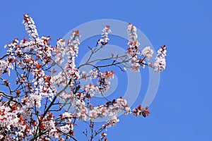 Blooming cherry tree with clear blue sky