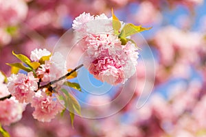 Blooming cherry tree with delicate terry flowers. Pink blossoming branches of Japanese cherry Prunus serrulata Kanzan
