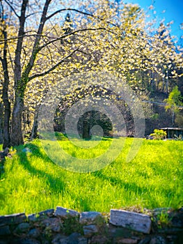 Blooming cherry tree in a green field