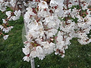 Blooming cherry tree on green lawn