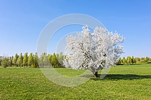 Blooming cherry tree on green meadow in sunny spring day