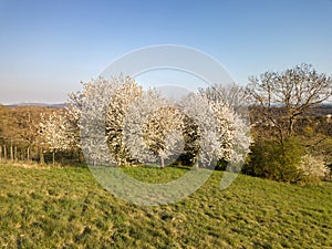 Blooming cherry tree on hills in spring time