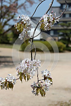 blooming cherry tree in okayama (japan)