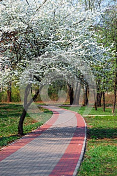 Blooming cherry tree in park