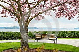 Blooming Cherry Tree Park Bench Sea