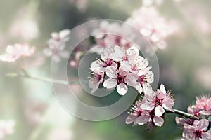 Blooming cherry tree with pink flowers, spring floral background, soft focus