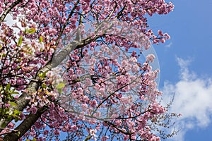 Blooming cherry tree with pink Blooming , Japanse cherry in blue sky background photo