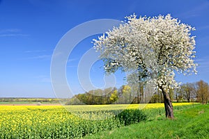 Blooming cherry tree with rapeseed field.