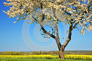 Blooming cherry tree with rapeseed field.