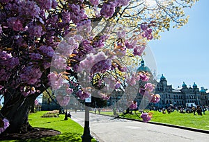 Blooming cherry tree, sakura next to The British Columbia Parliament Building
