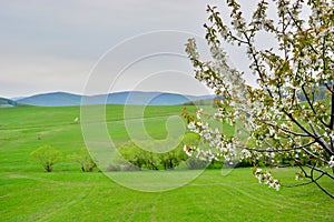 Blooming cherry tree