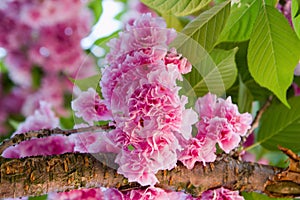 Blooming cherry tree