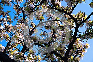 Blooming cherry tree in spring against blue sky