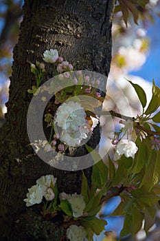 Blooming cherry tree in spring against blue sky