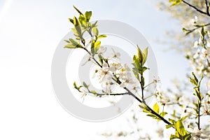 Blooming cherry tree. Spring background
