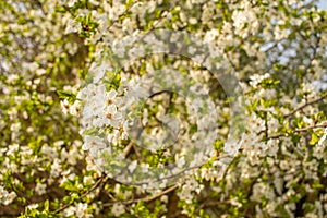 Blooming cherry tree. Spring background
