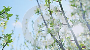 Blooming cherry tree in the spring garden. Inflorescence of cherry on branches with leaves. Wide shot.