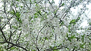 Blooming cherry tree in spring, many tender delicate white flowers on braches, gardens and parks at springtime