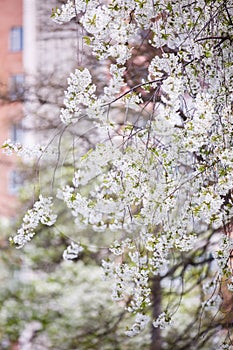 Blooming cherry tree. Spring time.