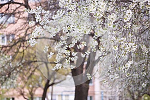 Blooming cherry tree. Spring time.