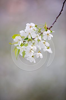 Blooming cherry tree. Spring time.