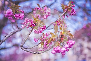 Blooming cherry tree in spring time.