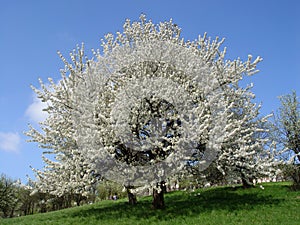 Blooming Cherry Tree in Spring Time