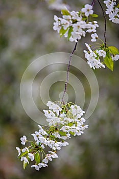 Blooming cherry tree. Spring time.
