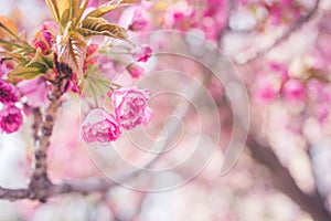 Blooming cherry tree in spring time. sakura cherry.