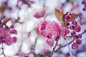 Blooming cherry tree in spring time. sakura cherry.