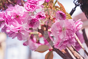 Blooming cherry tree in spring time. sakura cherry.