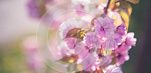 Blooming cherry tree in spring time. sakura cherry.