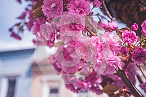 Blooming cherry tree in spring time. sakura cherry.