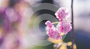 Blooming cherry tree in spring time. sakura cherry.