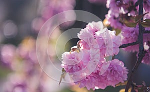 Blooming cherry tree in spring time. sakura cherry.