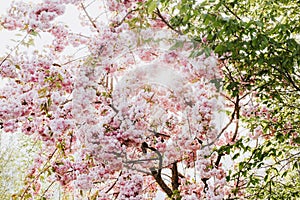 A blooming cherry tree in springtime