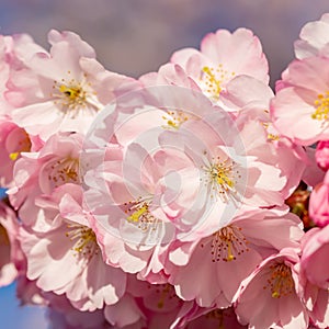 Blooming cherry tree in springtime. Beautiful spring pink flowers in a park.