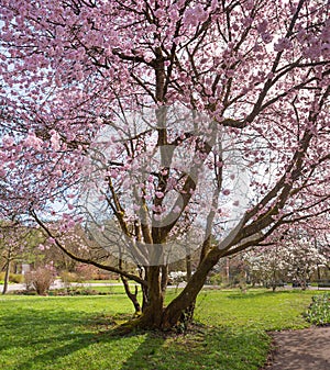 blooming cherry tree at springtime, light pink blossoms