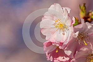 Blooming cherry tree in springtime. Spring pink flowers