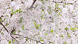 Blooming cherry tree at sunny spring day