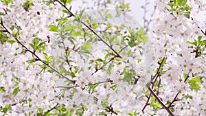 Blooming cherry tree at sunny spring day