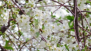 blooming cherry tree at sunny spring day