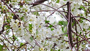 Blooming cherry tree at sunny spring day