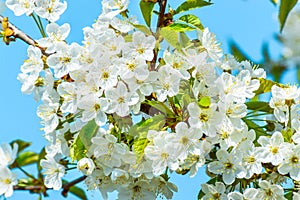 Blooming cherry tree, tiny white flowers against the blue sky