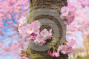 Blooming cherry tree trunk. Floral spring background.