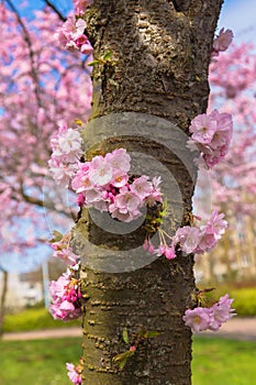 Blooming cherry tree trunk. Symbol of spring