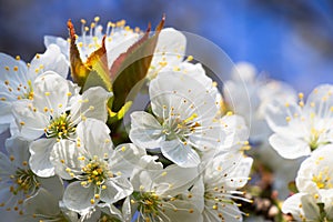 Blooming cherry tree, white cherry blossoms in springtime