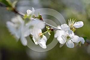 Blooming cherry tree, White flowers on a cherry tree. Spring background.